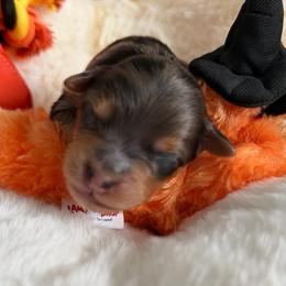 Girl 1 - Red female Bernedoodle puppy in Toledo, Ohio from Avery Doodle Day LLC