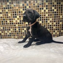 Rose gold collar - Black female Great Dane puppy in Ider, Alabama from Sand Mountain Danes LLC