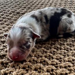 Boy 2 - Red merle male Australian Shepherd puppy in Zwingle, Iowa from Homestead Aussies & Doodles