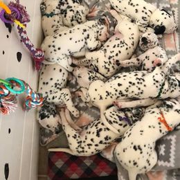 Dalmatian and Labrador Retriever Puppies from ECMO Farm Dalmatians & ECMO Farm Fox Red Labs