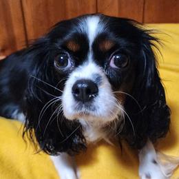 Haven - Cavalier King Charles Spaniel