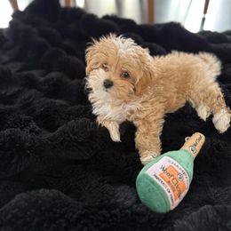 Goldendoodle, Maltipoo, and Yorkipoo Puppies from Doodle Pups Fur-Ever