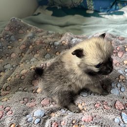 Hattie - Orange female Pomeranian puppy in Hilo, Hawaii from Jonna's Poms