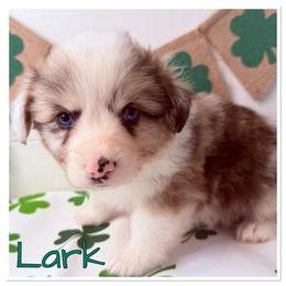 Lark( Fluffy Brindle Merle , Bluie clear) - Brindle merle and white male American Corgi puppy in Scottown, Ohio from Wyndy Ridge Corgis