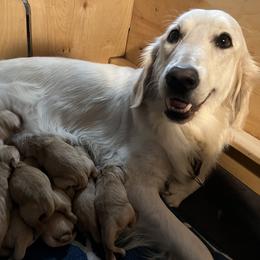 Golden Retriever Puppies from Golden Poppy Retrievers