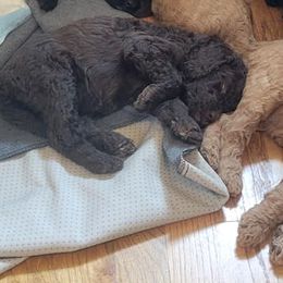 Goldendoodles from Tami Behm's Goldendoodles