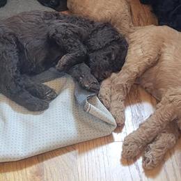 Goldendoodles from Tami Behm's Goldendoodles