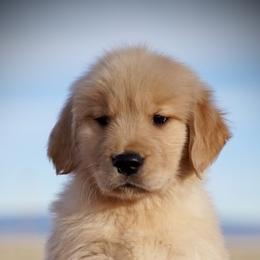 Goldendoodle and Golden Retriever Puppies from California Golden Love