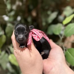 Girl 1 - Black and tan female Dachshund puppy in Winter Haven, Florida from Davidson's Dachshunds