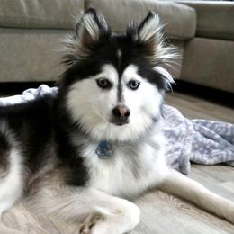 Roxy - Pomsky