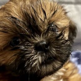 Shih Tzus from Fur Babies, LLC