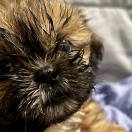 Shih Tzus from Fur Babies, LLC