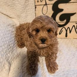 Sawyer - Apricot male Cavapoo puppy in Gunnison, Utah from Curls and Camo Pups
