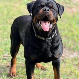 Clyde - Rottweiler
