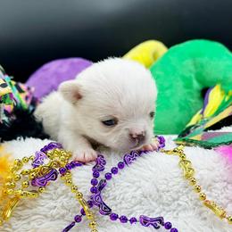 Ace - Cream male Chihuahua puppy in Lee Center, New York from Alfheim-Andromeda Chihuahua's (A &A's)