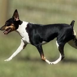 Levie - Rat Terrier
