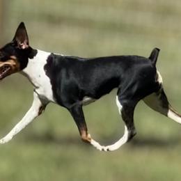 Levie - Rat Terrier