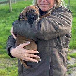 Staffordshire Bull Terrier Puppies from Moonspinner Staffords