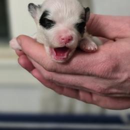 Oreo - White male Morkie puppy in Pittsburgh, Pennsylvania from Maria's Morkies & More