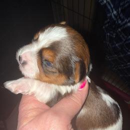 Curry - Black & tan tri-color male Morkie puppy in Florence, Kentucky from 4paws4ever by Design
