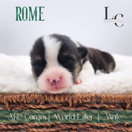 Rome - Black and tan male Pembroke Welsh Corgi puppy in Pine Village, Indiana from NL Horsemanship