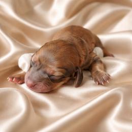 Bea - Sable female Dachshund puppy in Los Angeles, California from Sterling Dachshunds