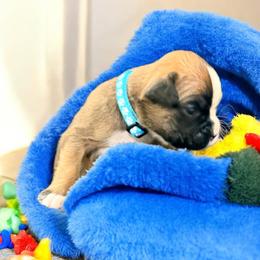Blue boy - Fawn male Boxer puppy in Marion, Montana from Serendipity's European Boxers
