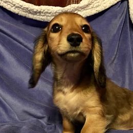 Dachshunds from Calcote’s Dachshunds