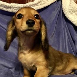 Dachshunds from Calcote’s Dachshunds