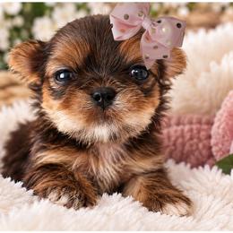 Godiva - Liver female Shih Tzu puppy in Warren, Michigan from Danielle's Yorkie Babies
