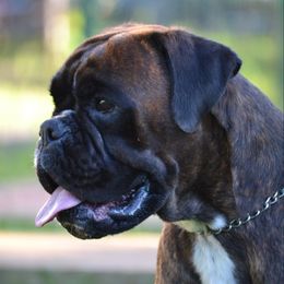 Visla - Boxer