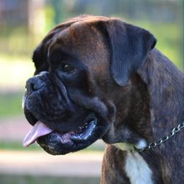 Visla - Boxer