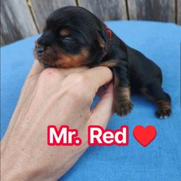 Mr. Red - Chocolate and tan male Yorkshire Terrier puppy in Woodway, Texas from The Yorkie Empire