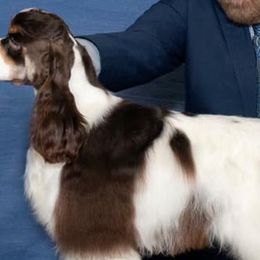 Boxers and Cocker Spaniels from Tribute Kennels