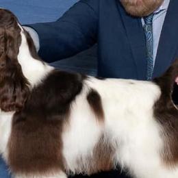 Boxers and Cocker Spaniels from Tribute Kennels
