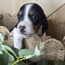 Mouse - Piebald female Dachshund puppy in Brownsville, California from Pine & Pasture Dachshunds