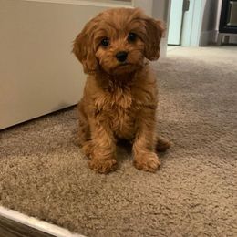 Cavapoo Puppies from Lebel Cavapoos