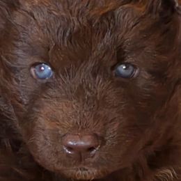 Kiana - Brown and white female Siberian Husky puppy in Meridian, Mississippi from JJ's Huskies