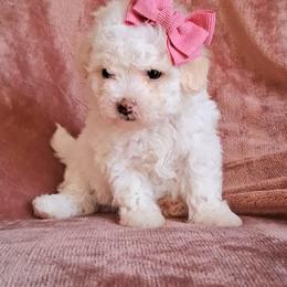 Maltipoo Puppies from Little Cupcakes and Little Pumpkins Maltipoos