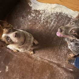 Dixie - Australian Cattle Dog