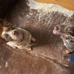 Dixie - Australian Cattle Dog