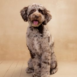 Valor - Australian Labradoodle