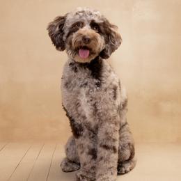 Valor - Australian Labradoodle