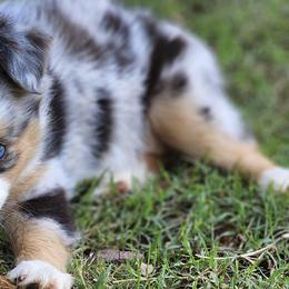 Miniature Australian Shepherds from Lisa's Awesome Aussies