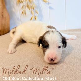 Mildred (Millie) - Parti female Goldendoodle puppy in Livermore, Colorado from Heritage Hills Family Doodles
