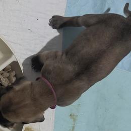 Great Dane Puppies from Tidal Wave Danes