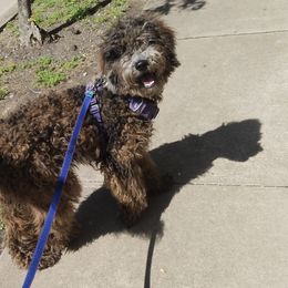 Remy - Sheepadoodle puppy in Austin, Texas from Darling Doodles