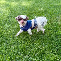 Ceaser - Liver and white male Shih Tzu puppy in Las Vegas, Nevada from Vegas Shih Tzus