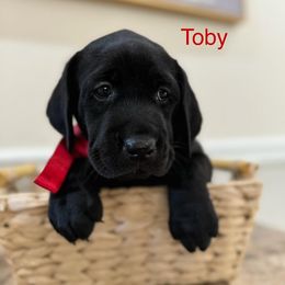 Labrador Retriever Puppies from Andrew’s Labs
