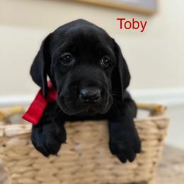 Labrador Retriever Puppies from Andrew’s Labs